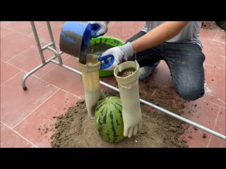 everyone was twisting at the temple when they watched as the vietnamese dipped a watermelon in cement and gloves. and when they saw the result they gasped with delight