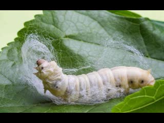 "silkworm. sericulture. silk blanket production process