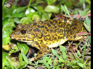 "technology of breeding thai tiger frog"